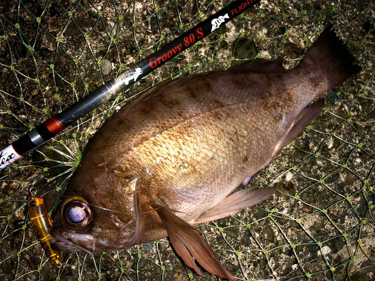 TULALA | Ford every stream | » Flightex Groovy 80S