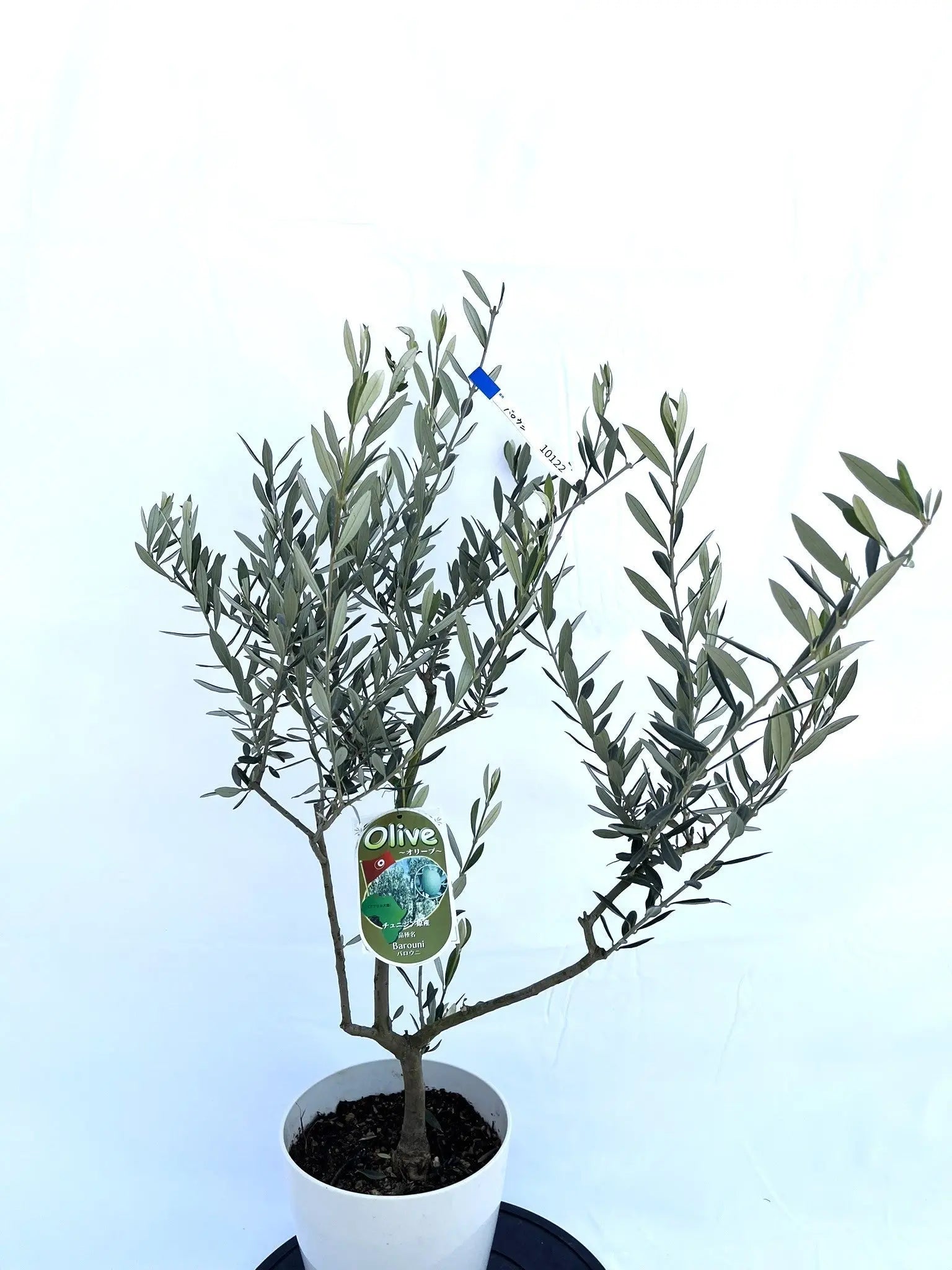 オリーブの木｜バロウニ品種紹介｜特大果実が魅力の希少種 – 株式会社
