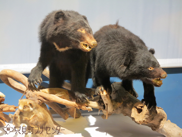 クマだらけ: 只見町ブナセンター