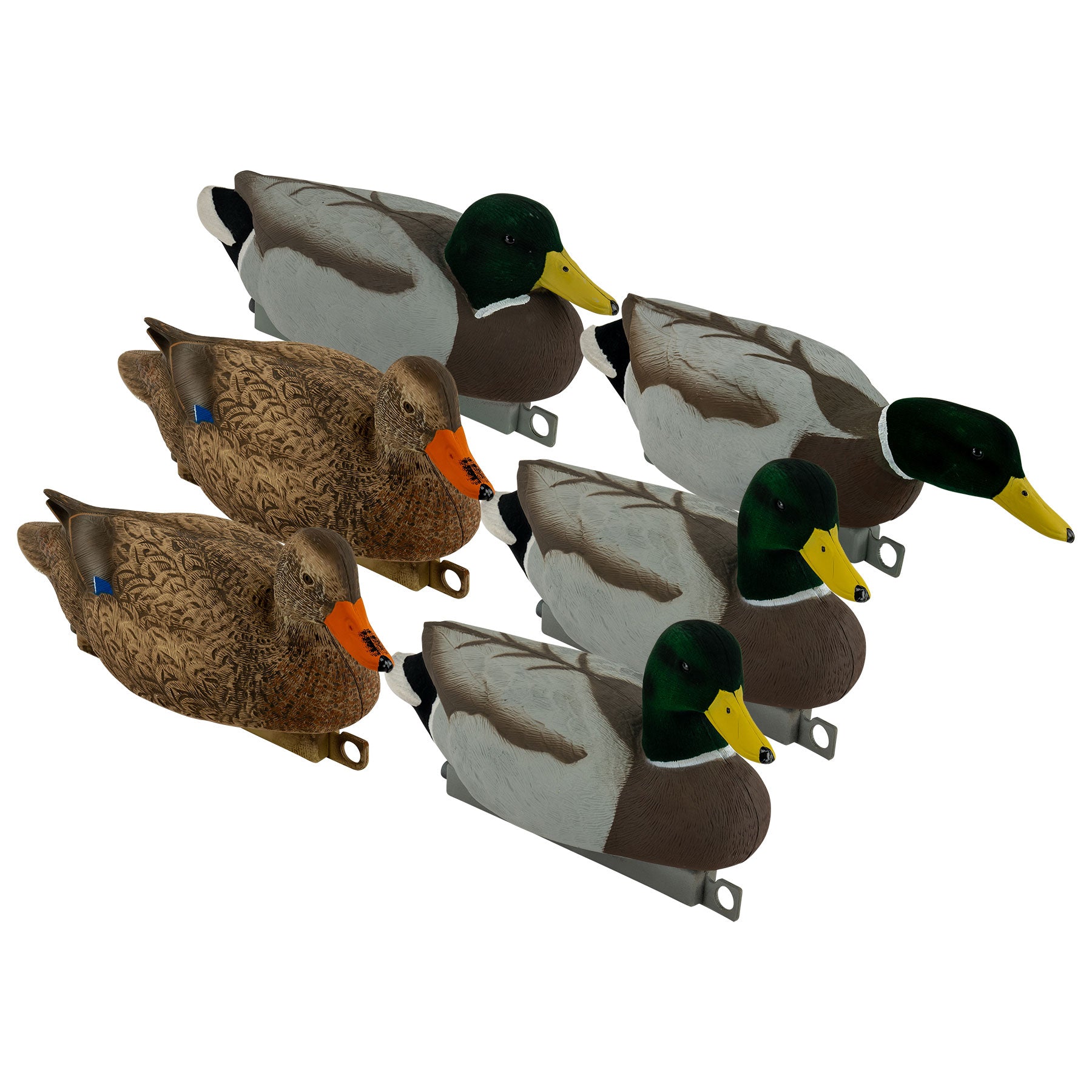 Migration Mallard Combo 6-Pack - Flocked Head & Tail – Tanglefree Shop