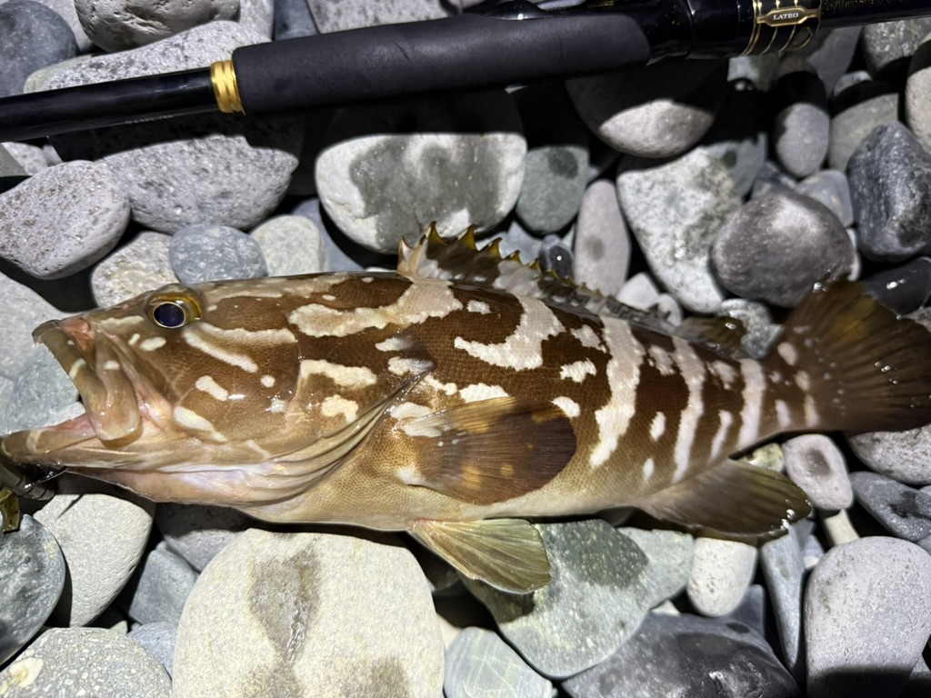 実機インプレ】24ラテオの96ML/Mは汎用性が高すぎ。新旧比較も。 | た