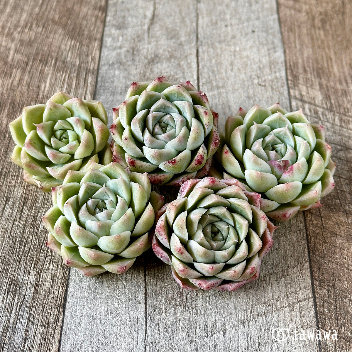 Top【選抜株】多肉植物 23097クィーンHyb 105個 プラグトレー苗 Top