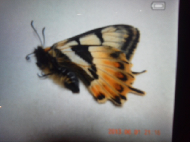 ギフチョウ: 蝶屋（Tefu-ya）のブログ