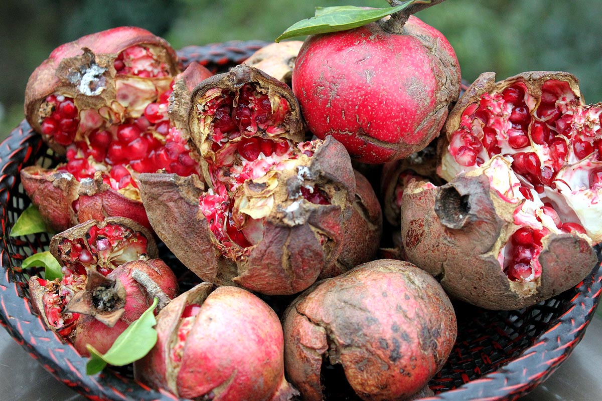 Teishoin's Digital Photo Log: 柘榴（ざくろ）