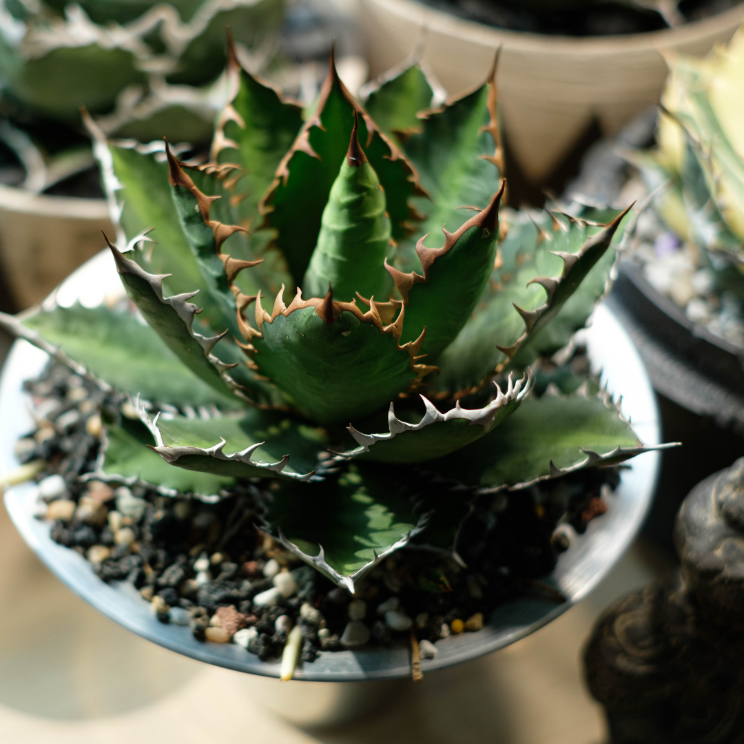 Agave Titanota – Three Timbers Landscape Materials