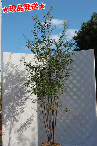 ハイノキ（畑もの） 株立 1.7m-2.0m程度（根鉢含まず） - 通販 | 家具