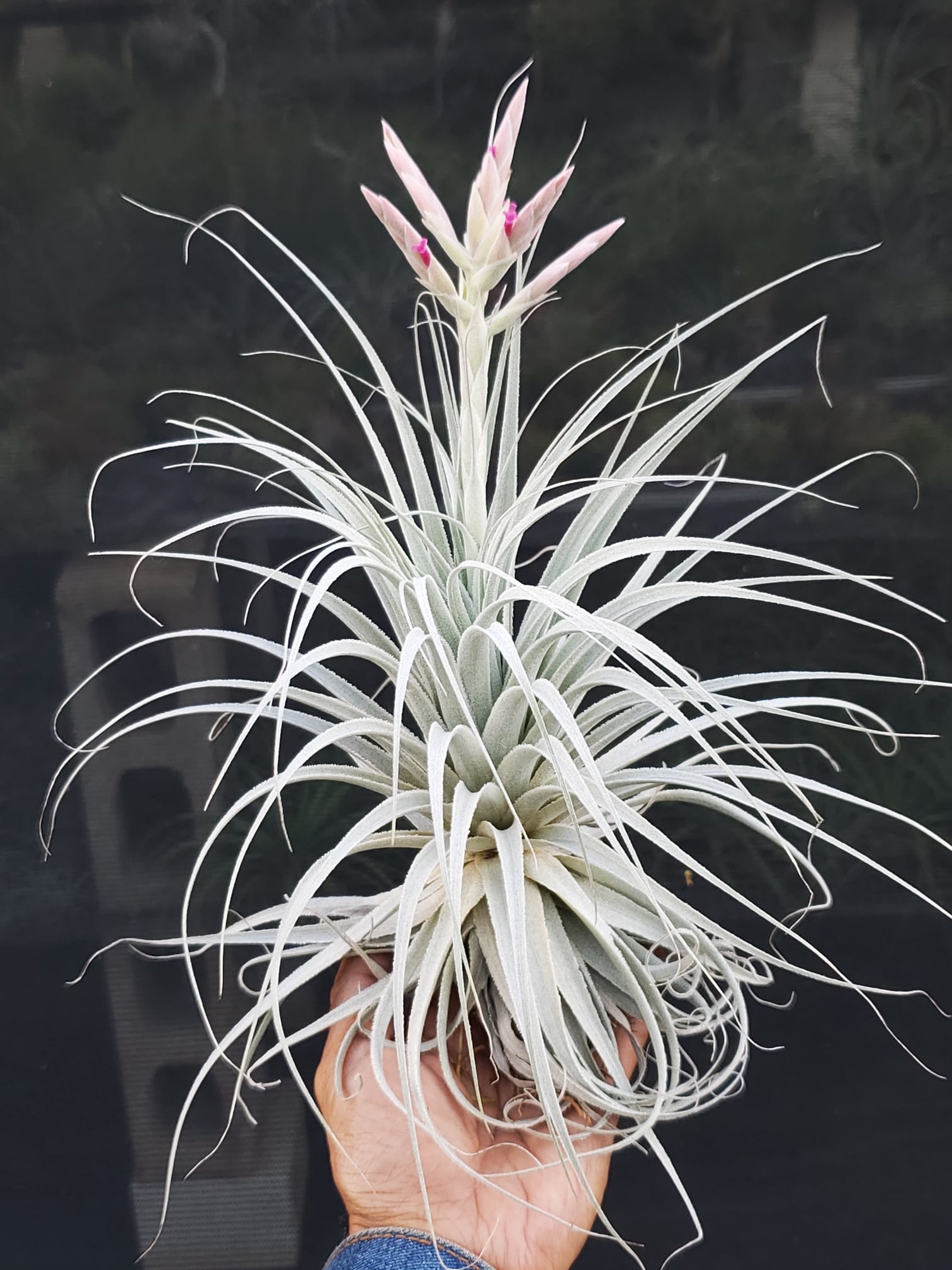 Tillandsia chapeuensis – Tillandsia In Hawaii