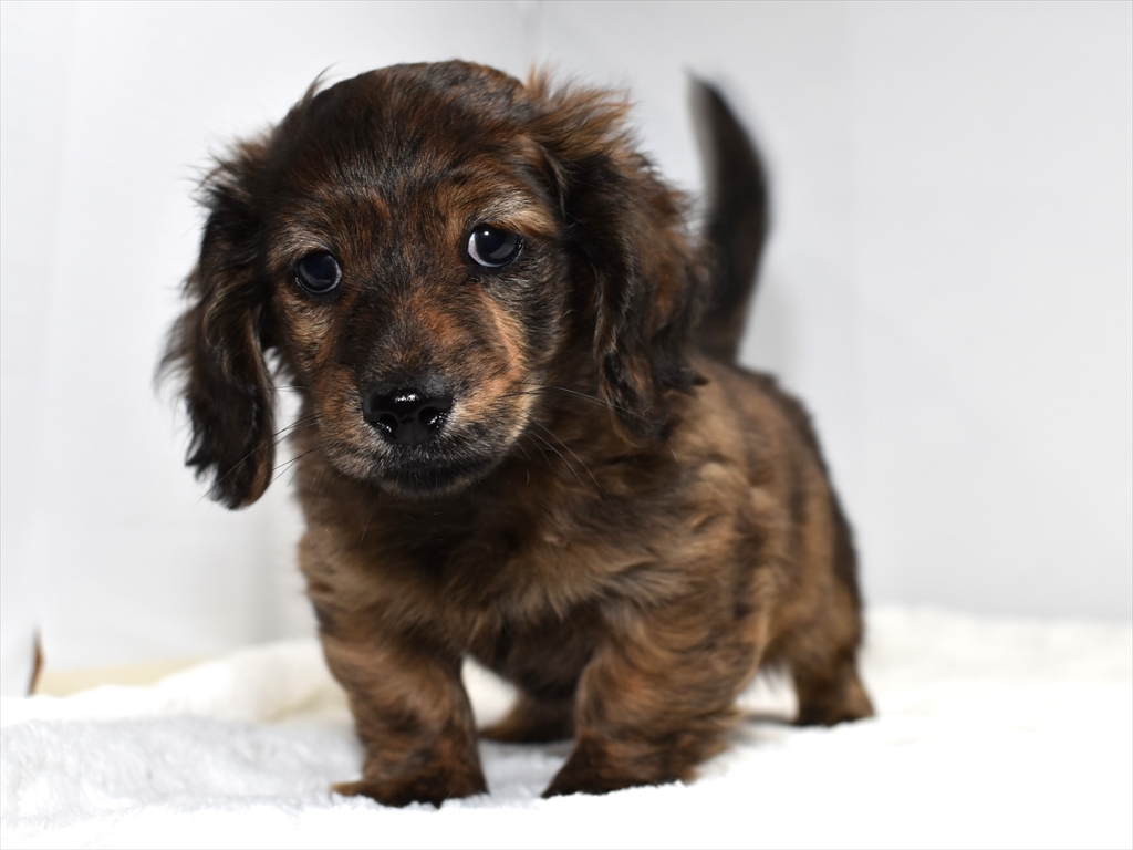 ミニチュアダックスフンド・23年12月4日生・レッドブリンドルのオス