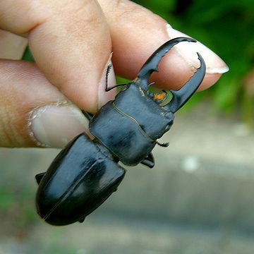 ツシマヒラタクワガタ