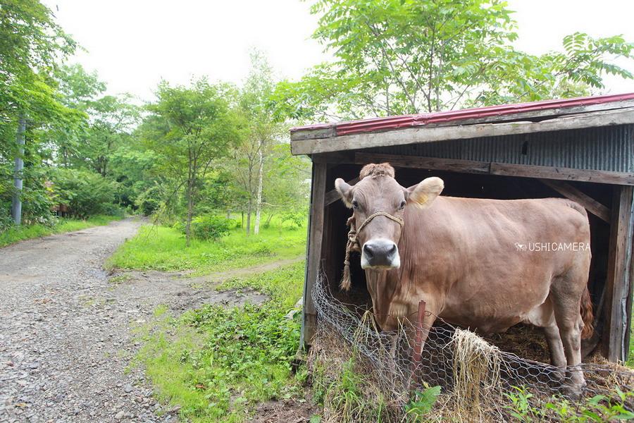 共働学舎 新得農場 | 北海道上川郡新得町 - USHICAMERA