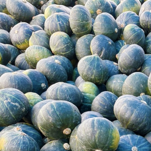 かぼちゃ – アタタカダイチ-ベジワーク宮古島