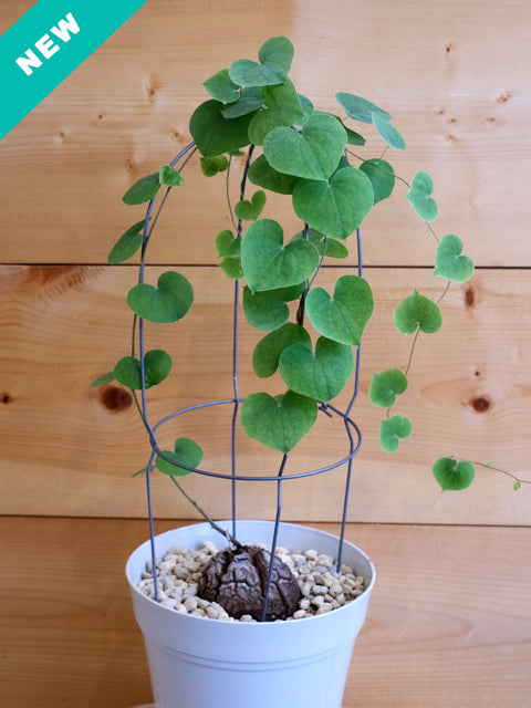 アフリカ亀甲竜 五号(A) – Panio