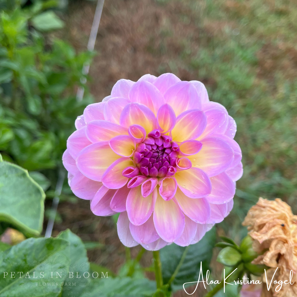 Aloa Kristina Vogel Dahlia Tuber – Petals In Bloom Flower Farm