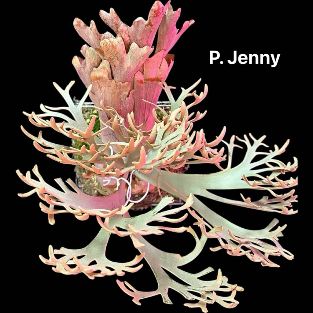 Platycerium willinckii 