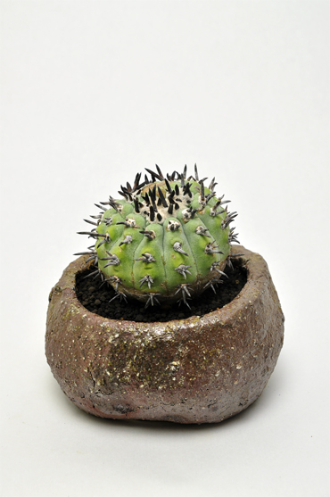 黒王丸モンストローサ | 叢 – くさむら – Qusamura