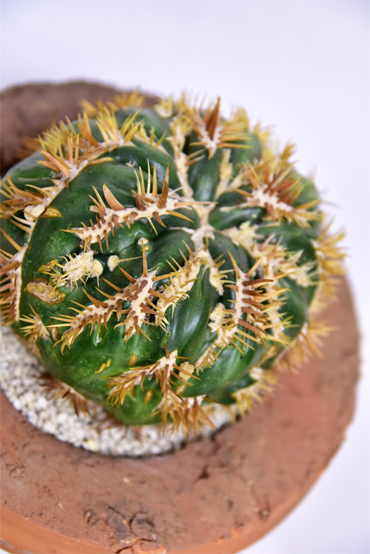 綾波モンストローサ | 叢 – くさむら – Qusamura