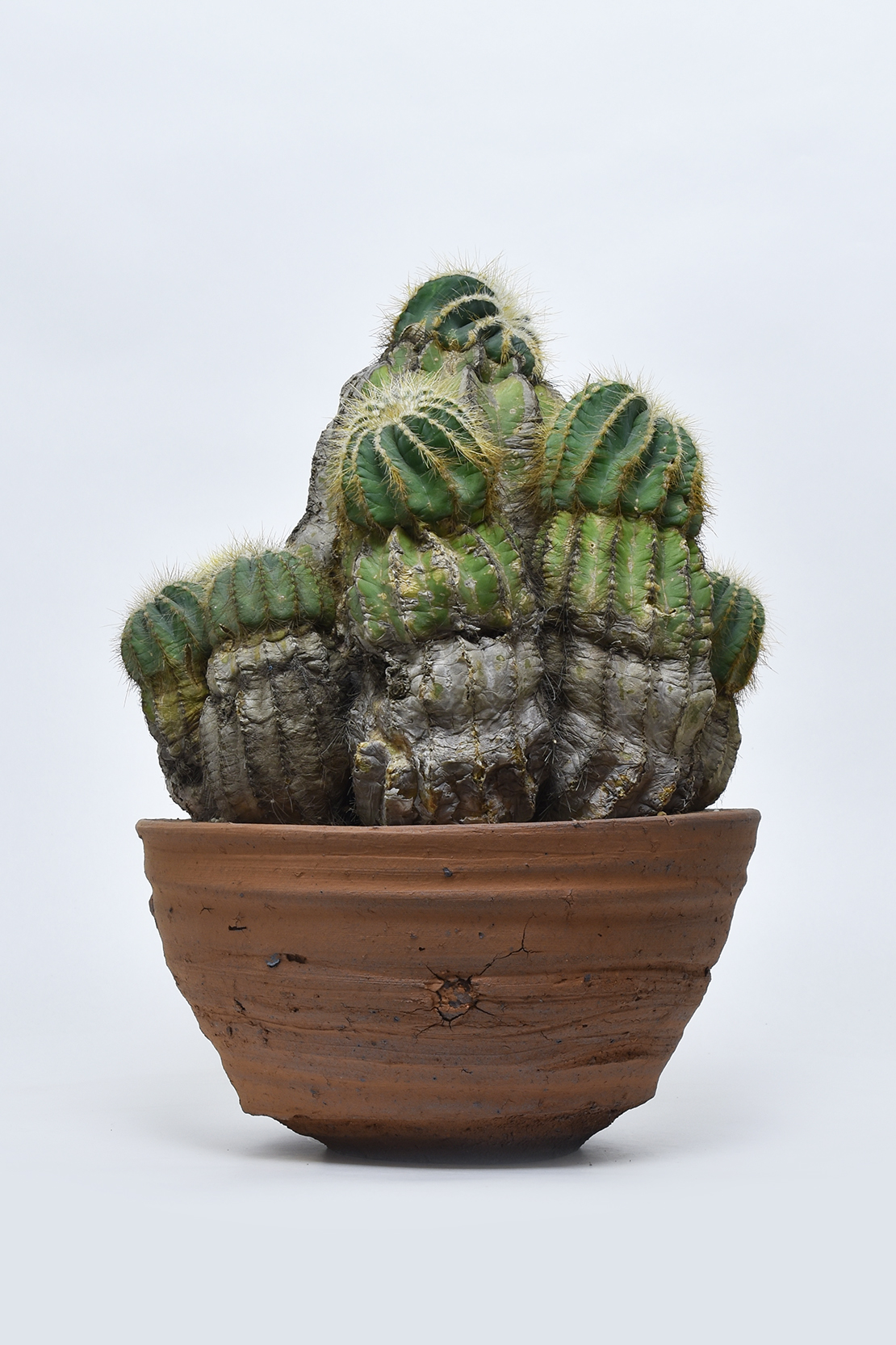 エリオカクタス 英冠玉 | 叢 – くさむら – Qusamura