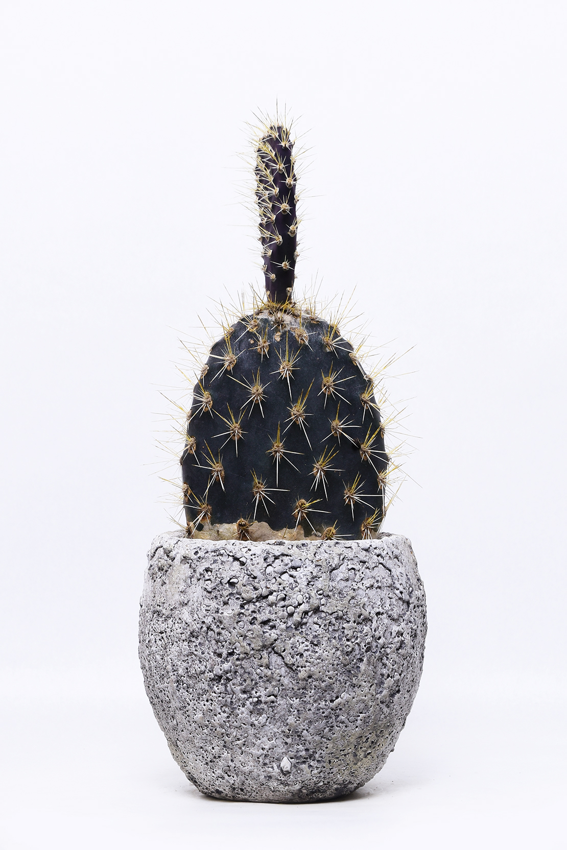 オプンチア ガラパゴス団扇 | 叢 – くさむら – Qusamura