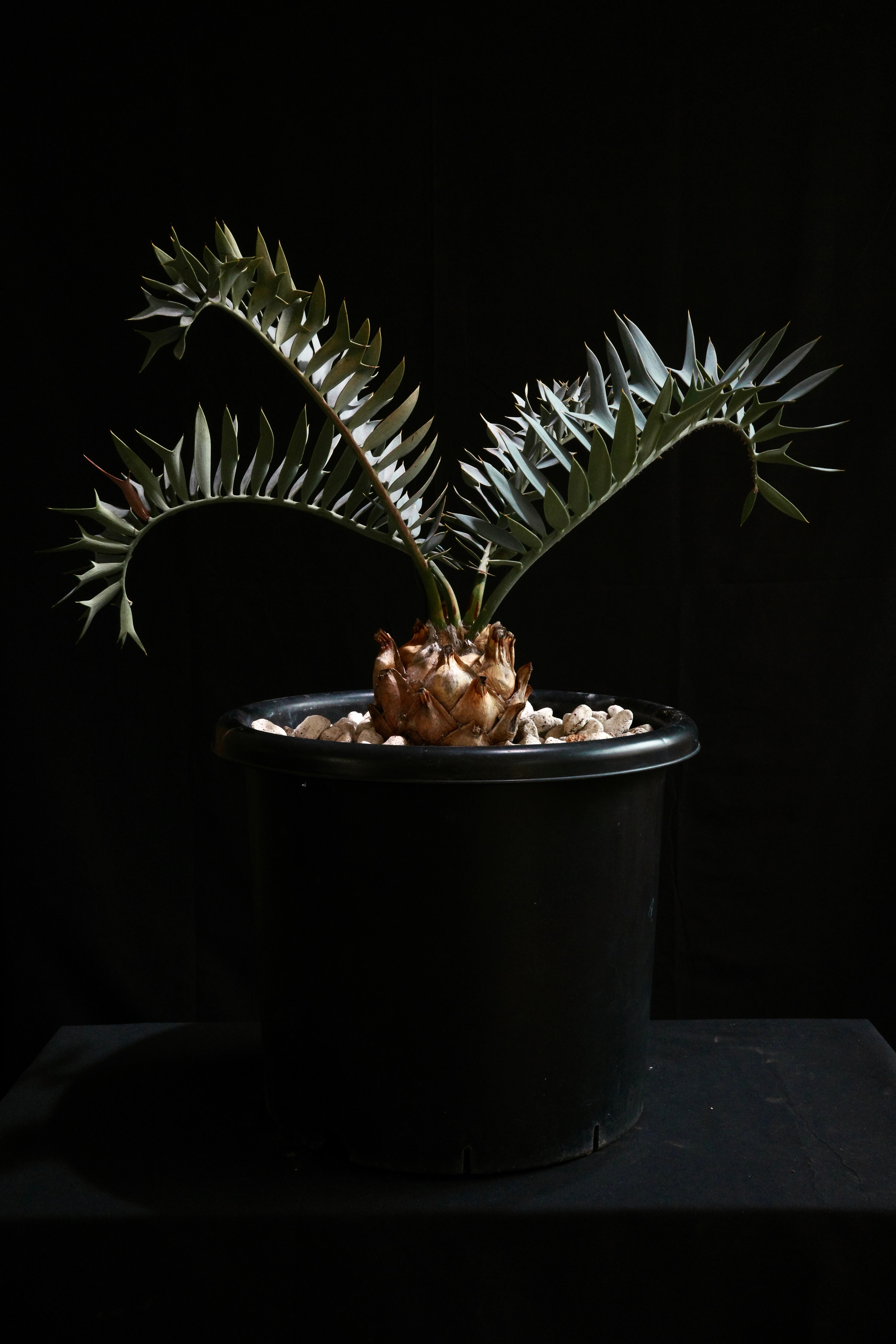 エンセファラルトス・アレナリウス ｜Encephalartos arenarius 'true