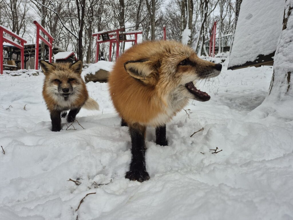 冬到来 | キツネ村からのお知らせ | 宮城蔵王キツネ村