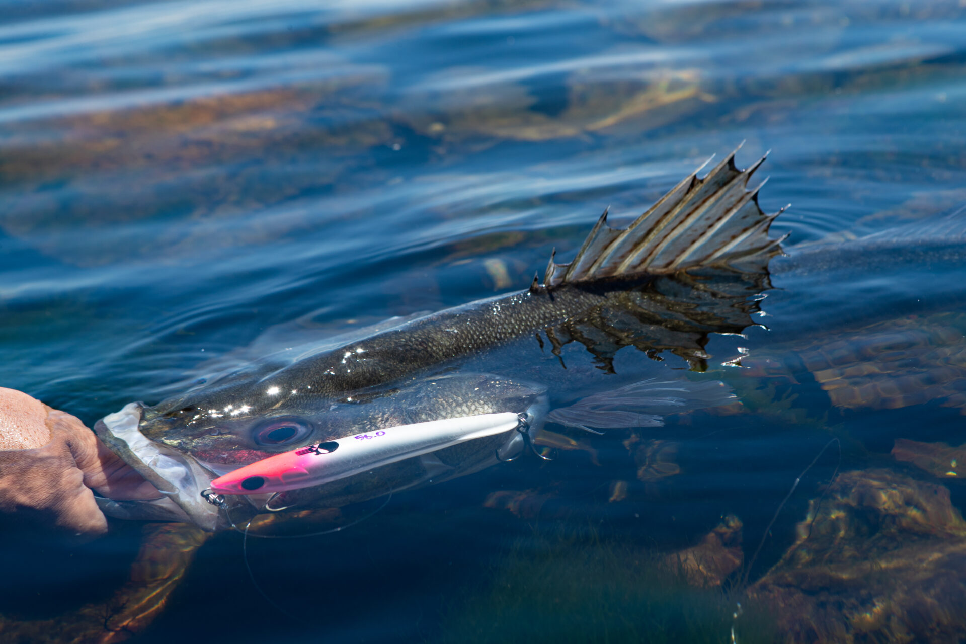 ゼナック プレジールアンサー パワーアームZENAQ PA75PowerArm