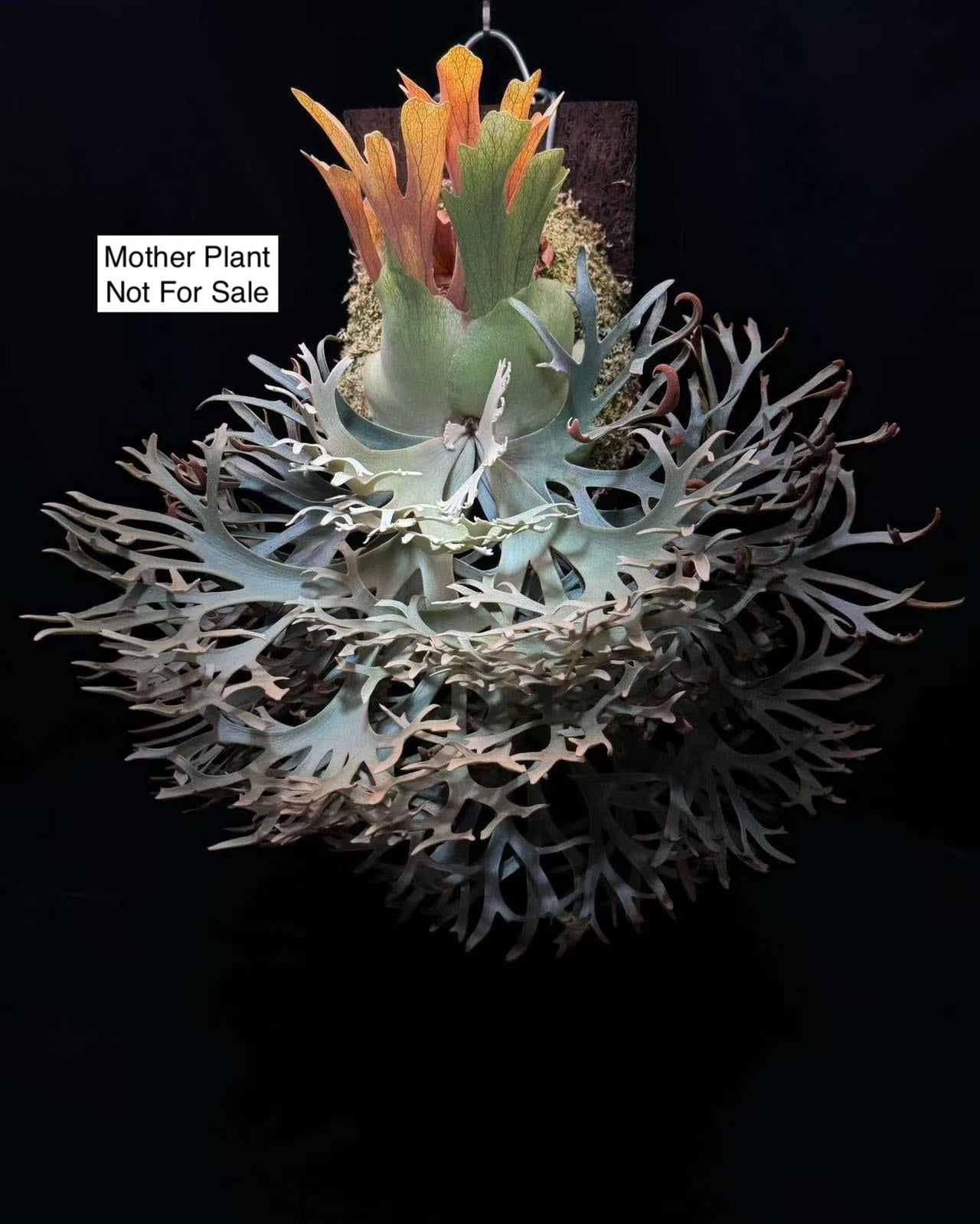 Platycerium Willinckii Dwarf “OMG” Sporeling - thebasements.com