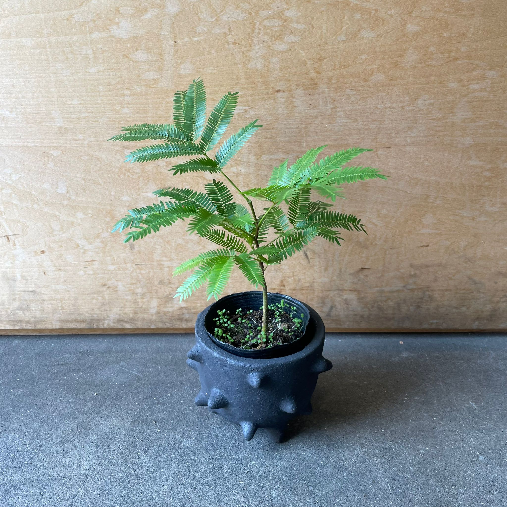 Ever Fresh Tree エバーフレッシュ I インドアプランツ I プラント