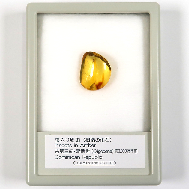 虫入り琥珀（Insects in Amber）｜化石販売・鉱物販売の東京サイエンス