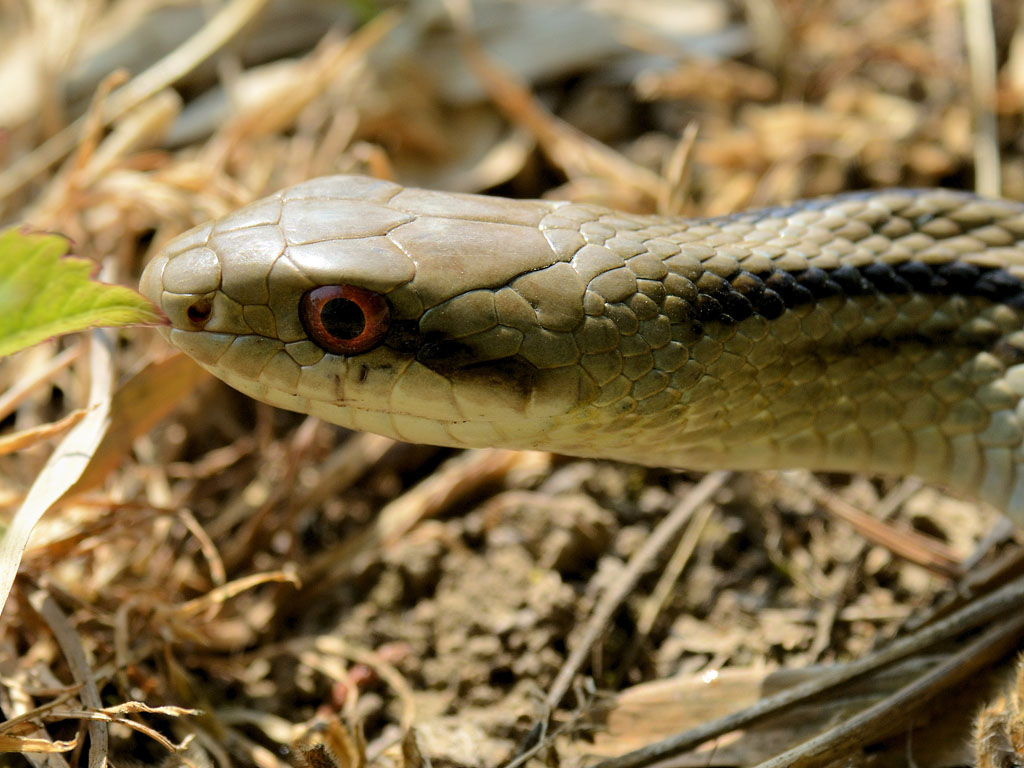 庭先のシマヘビ