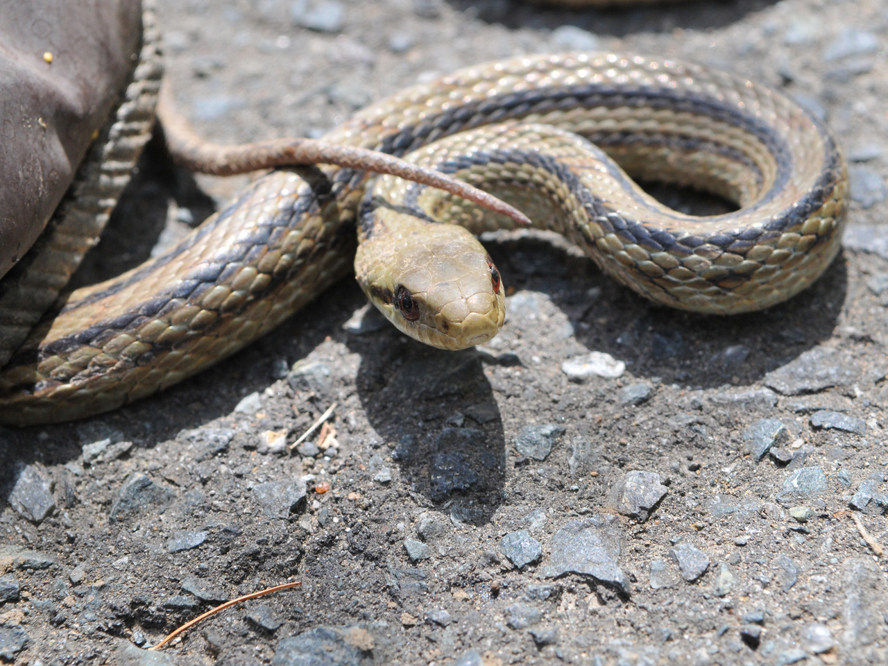 2021シマヘビ初見