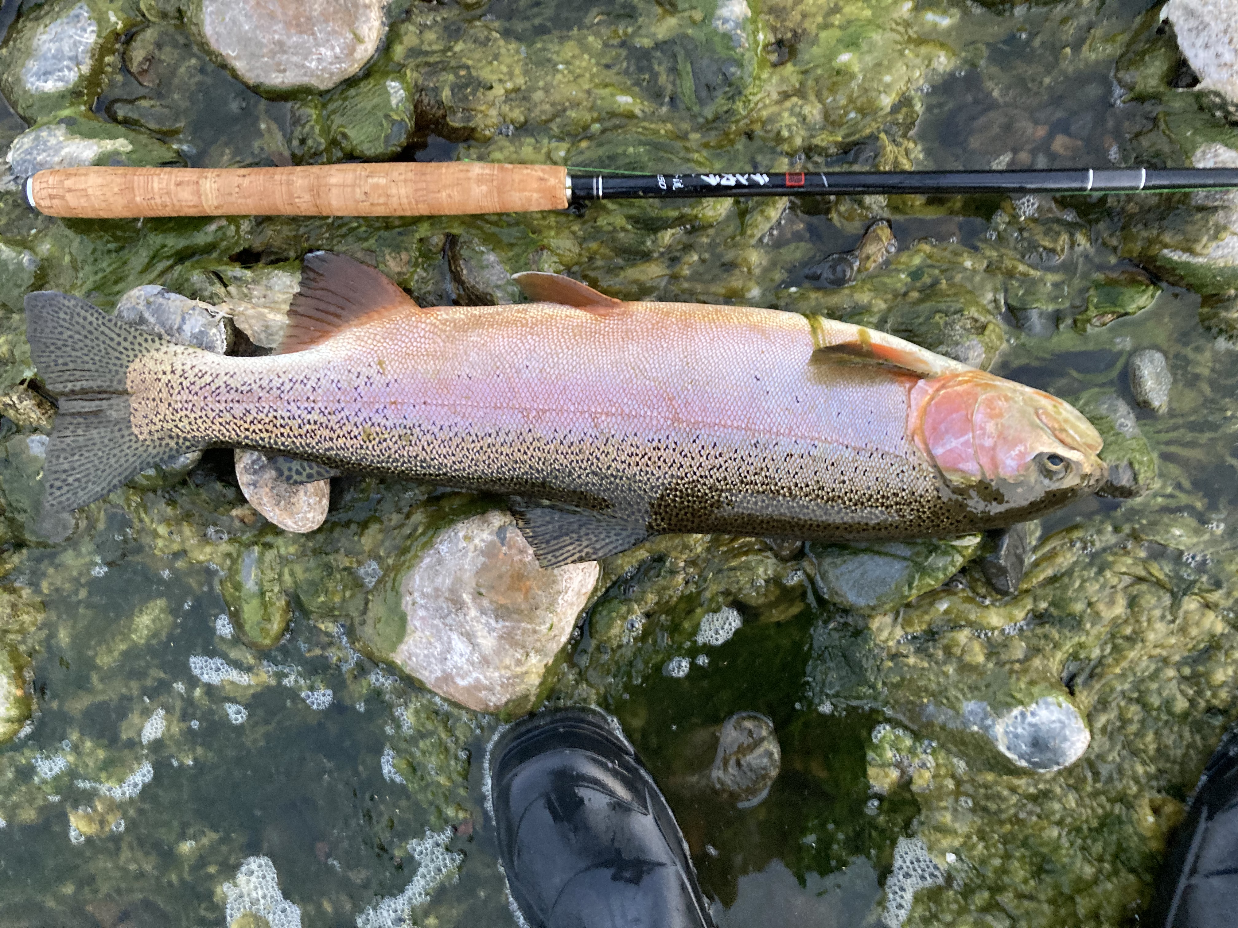 KS様のレポート | (株)宇崎日新（NISSIN）| 磯・船・渓流などの釣り竿
