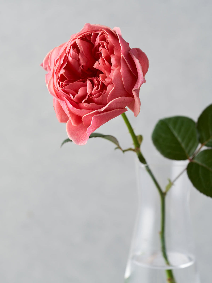 かおりかざり kaolikazali – WABARA online store