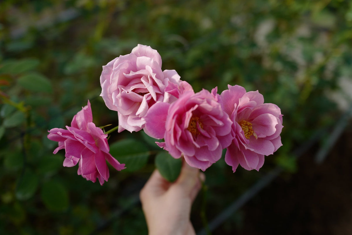 ご注意ください：違法なわばら挿木苗の販売について – WABARA online store