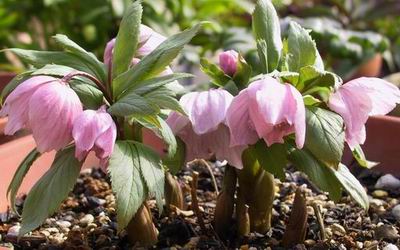 クリスマスローズ ヘレボルスの原種・原種を使った交配種販売