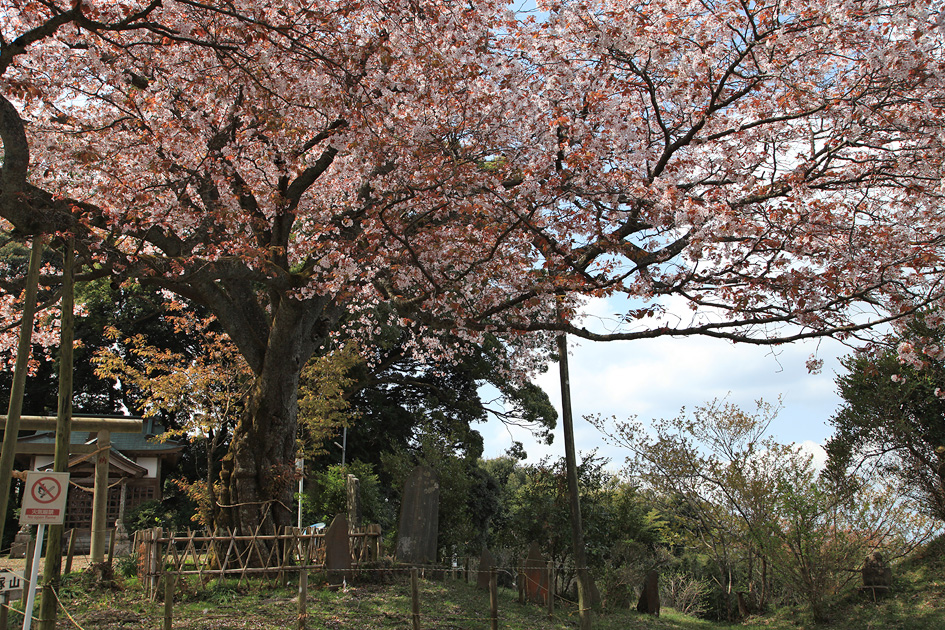 船塚山のヤマザクラ | 千葉県市原市