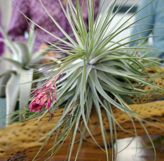 Tillandsia chapeuensis