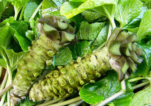 わさびってこんな植物｜ 静岡県三島市こだわりのわさび漬 株式会社山本食品