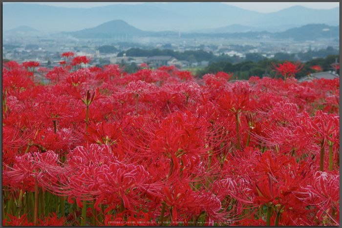 お写ん歩: Panasonic Lumix DMC-TZ60アーカイブ