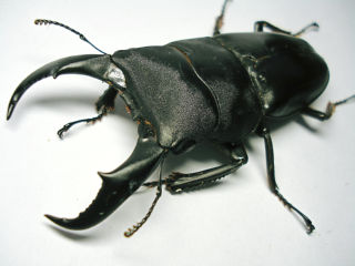 サキシマヒラタクワガタ｜クワガタ紹介 -Zeal of Crimson-