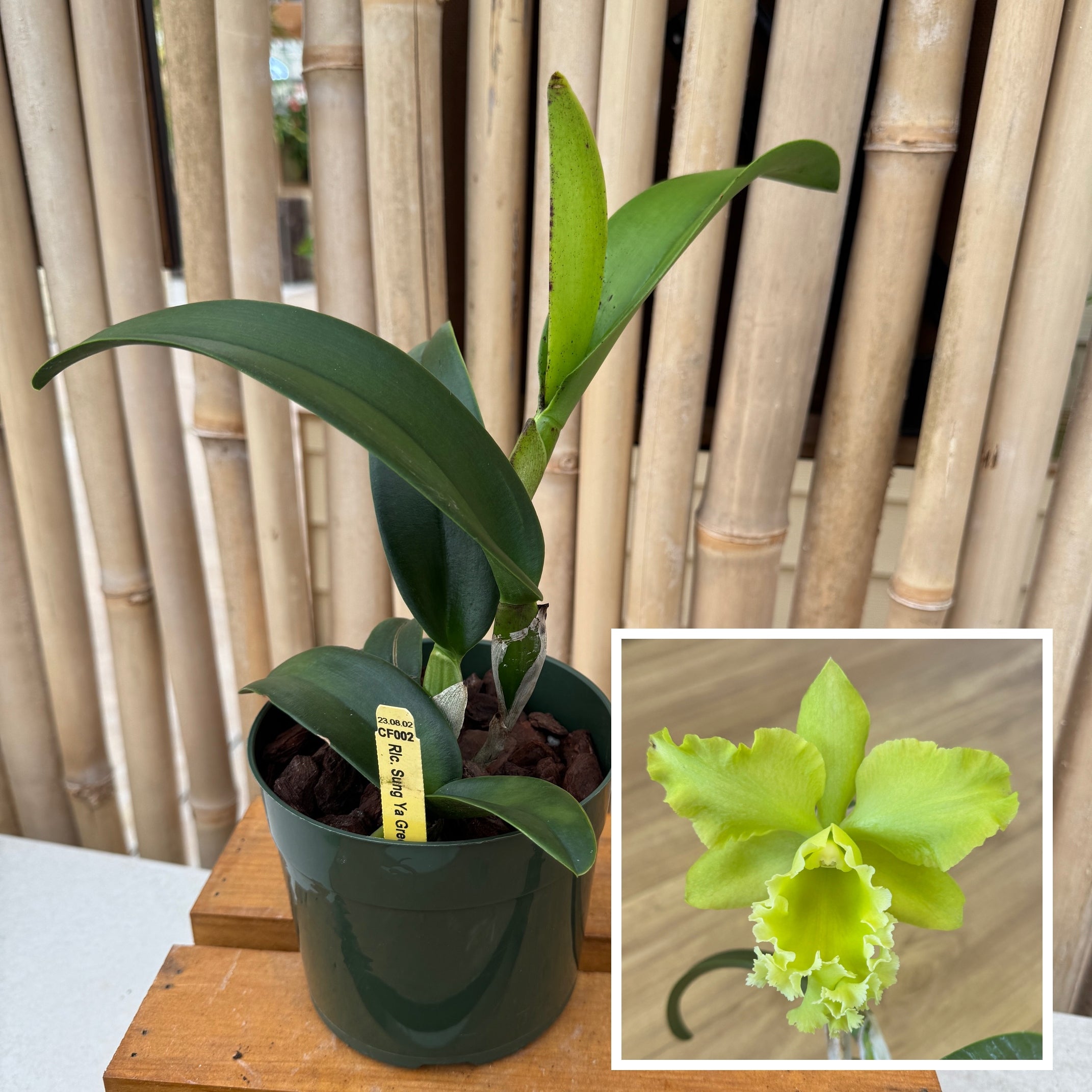 Rlc. Sung Ya Green 'Mailman' (5.5