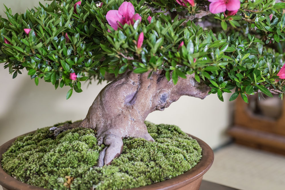 大盆（おおさかずき）｜皐月盆栽 ｜ 盆栽芸術家・秋山実（BONSAI