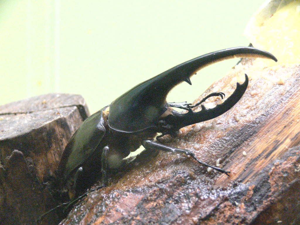 ヘラクレスオオカブト（ヘルクレスオオカブト） - 動物図鑑 - 動物写真