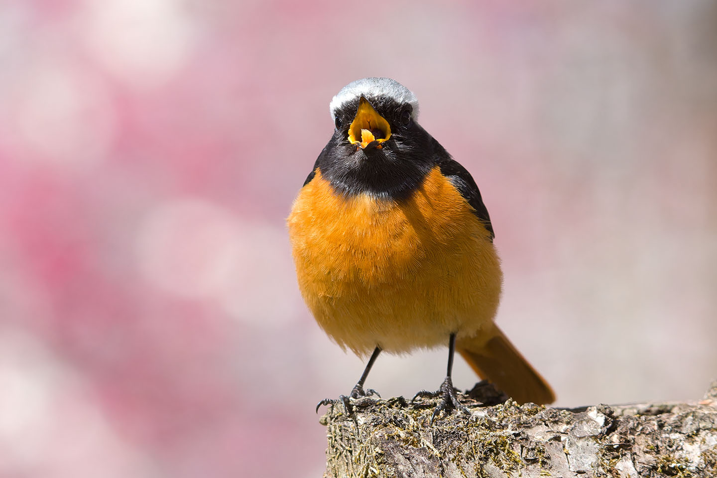 さくちゃんの 『鳥と遊ぼうよ！』: ジョウビタキ／2024年3月2日
