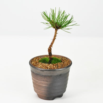 ミニ赤松の盆栽を販売｜入門は盆栽妙 – 盆栽妙 本店