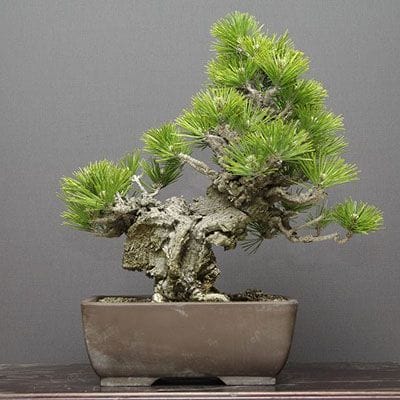 錦松(夢錦) 中品盆栽 樹齢20年の一点物盆栽を販売｜盆栽妙 – 盆栽妙 本店