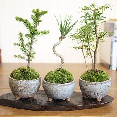 ミニ松 三点セットの盆栽を販売｜盆栽妙 – 盆栽妙 本店