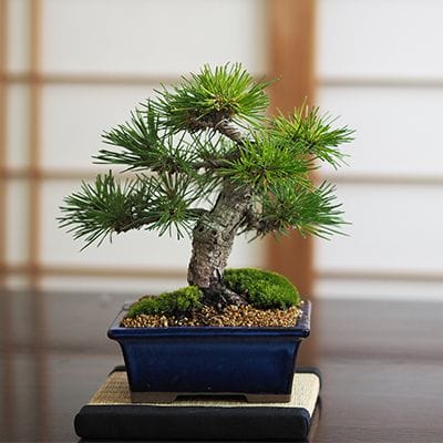 小品盆栽 四国黒松｜盆栽妙 – 盆栽妙 本店