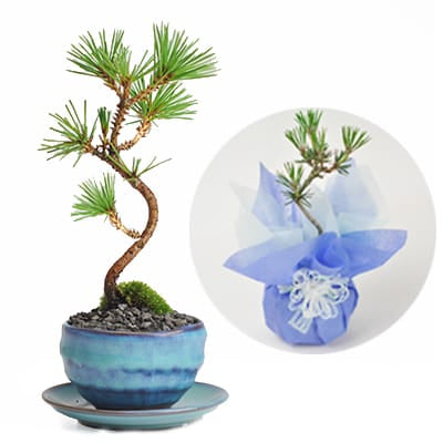 黒松 瑠璃紺和鉢 天然石の敷物付きを販売｜盆栽妙 – 盆栽妙 本店
