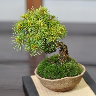 赤石五葉松 根上がりの盆栽を販売｜盆栽妙 – 盆栽妙 本店