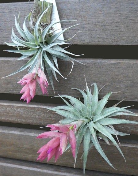 Bromeliads in Australia - Tillandsia roseiflora